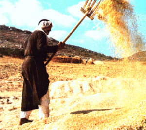Jesus winnowing wheat
