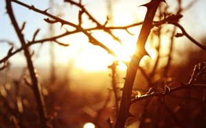 branches-trees-sunrise-nature-thorns-hd-wallpaper