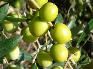 olives_close_up