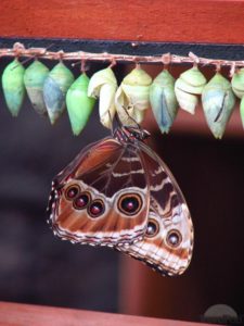 butterfly-leaving-the-cocoon-costa-rica